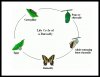 Butterfly Cycle.jpg