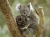 koala_597_600x450.jpg