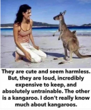 kangaroos.png