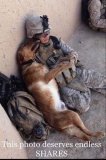 afghan-dogs-military.jpg