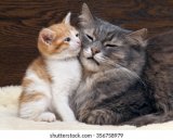 two-cats-mother-baby-little-260nw-356758979.jpg