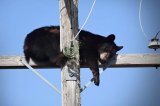 bear-sleeping-telephone-pole-21448-19439.jpg