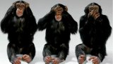3-monkeys.jpg