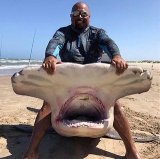 hammerhead203r.jpg