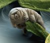 tardigrade-electron-scanning-colorized.jpg