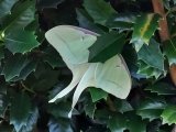 LUNAR MOTH.jpg