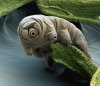 tardigrade.jpg