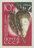 Sugar-beet-Beta-vulgaris.jpg