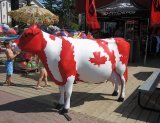 canada-cow.jpg