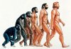 ape-human evolution.jpg