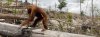 orangutan-deforestation-for-palm-oil-plantationscenes-from-indonesia18.jpg