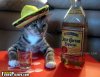 Drinking-Cat-Funny-Picture-and-Photo.jpg