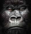 GuerillaGorilla