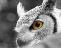 The_Owl